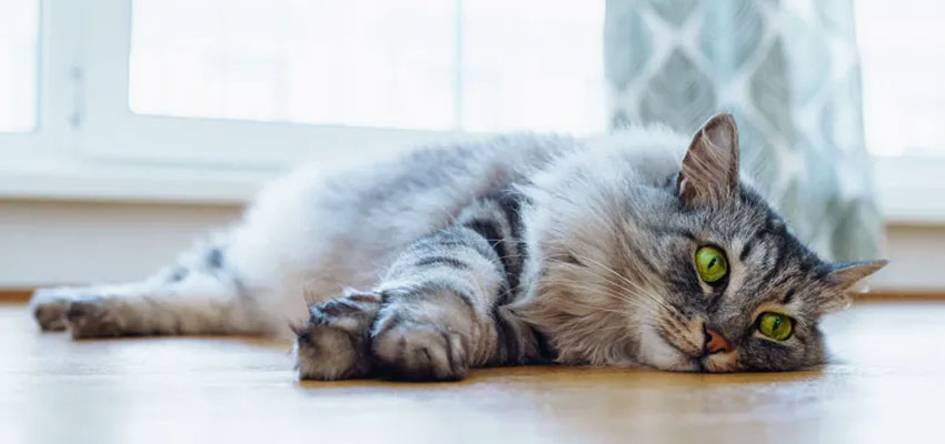 Traumatismos craneoencefálicos en gatos