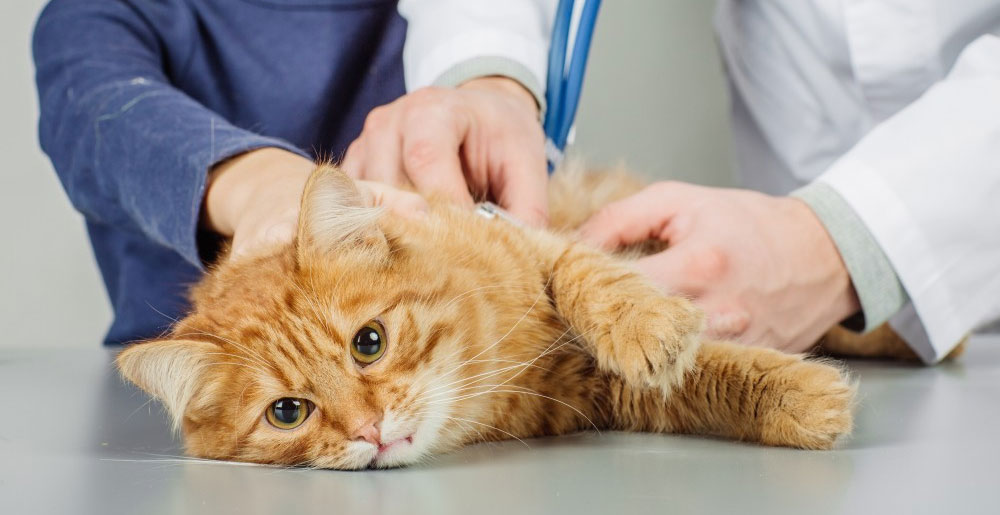 Diagnóstico de conmoción cerebral en gatos