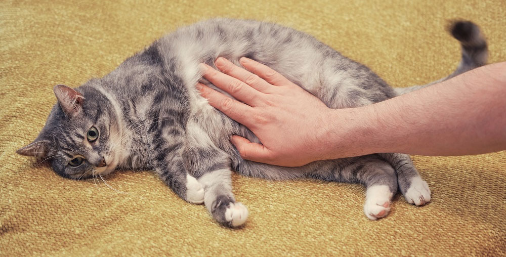 Primeros auxilios para un gato con conmoción cerebral