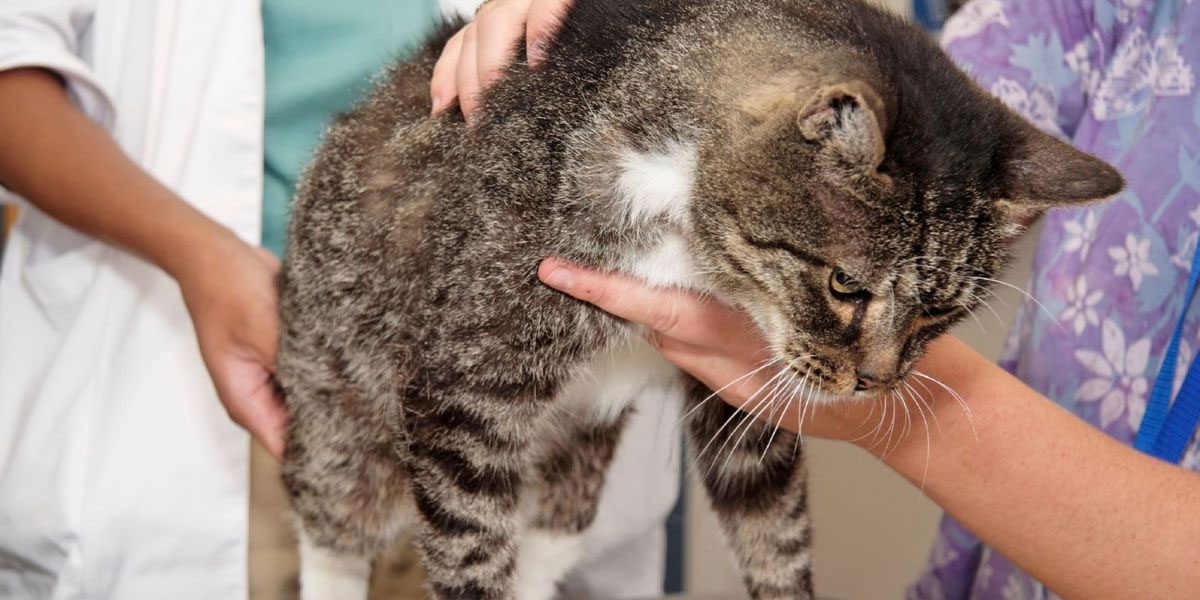 Recuperación de un gato tras un traumatismo craneoencefálico