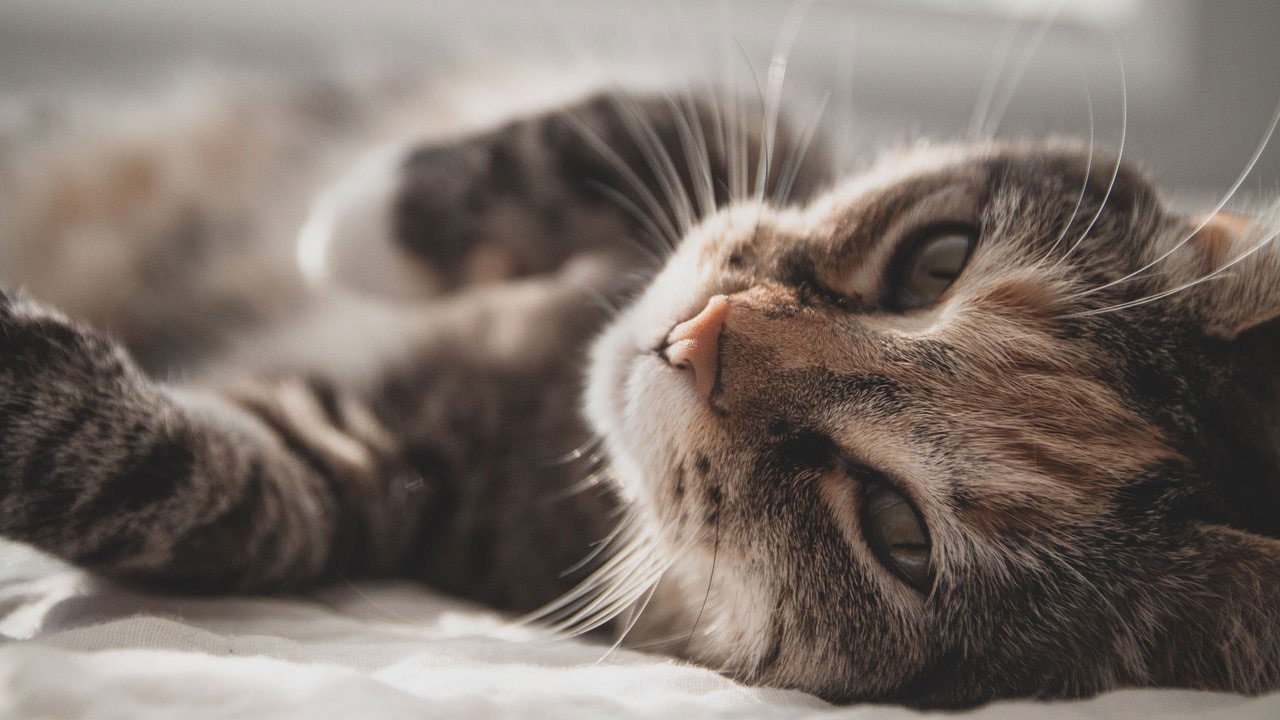 Síntomas de conmoción cerebral en gatos