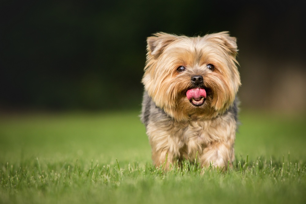 Yorkshire Terrier sobre la hierba