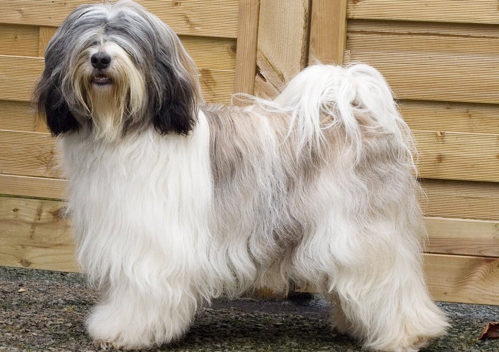 Tibetan Terrier