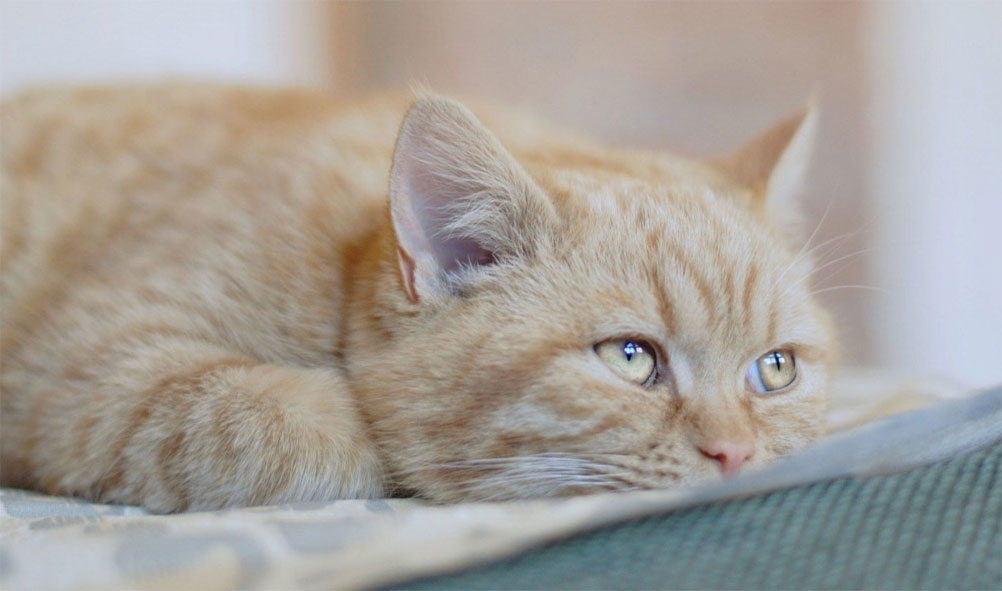 Qué hacer si su gato vomita sangre