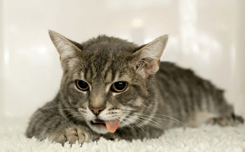 ¿Por qué vomita el gato? Causas y síntomas peligrosos