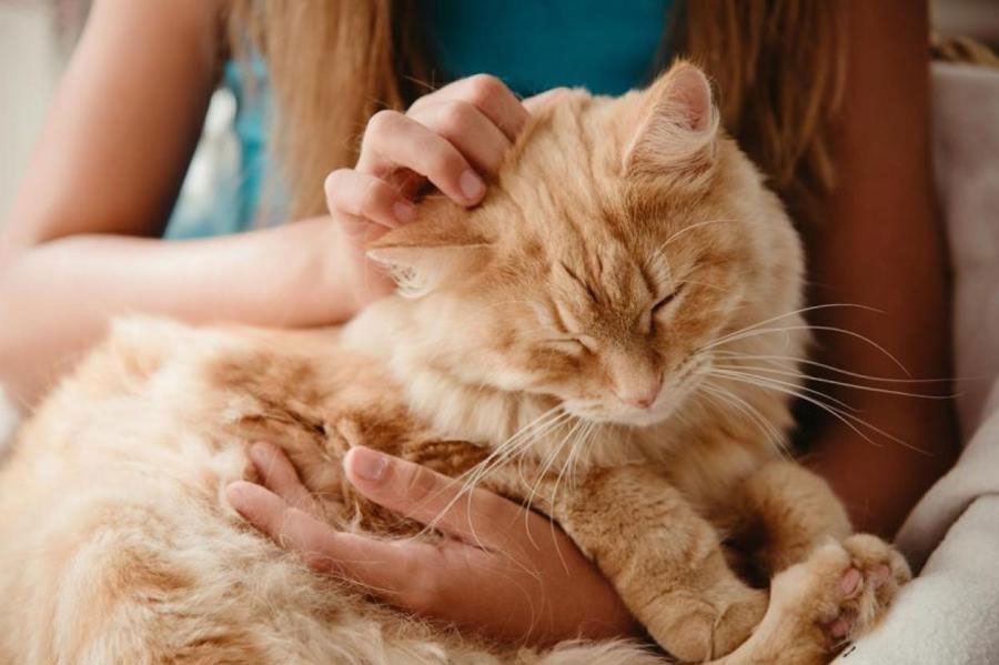 ¿Por qué borbotea el estómago de la gata y qué hacer?
