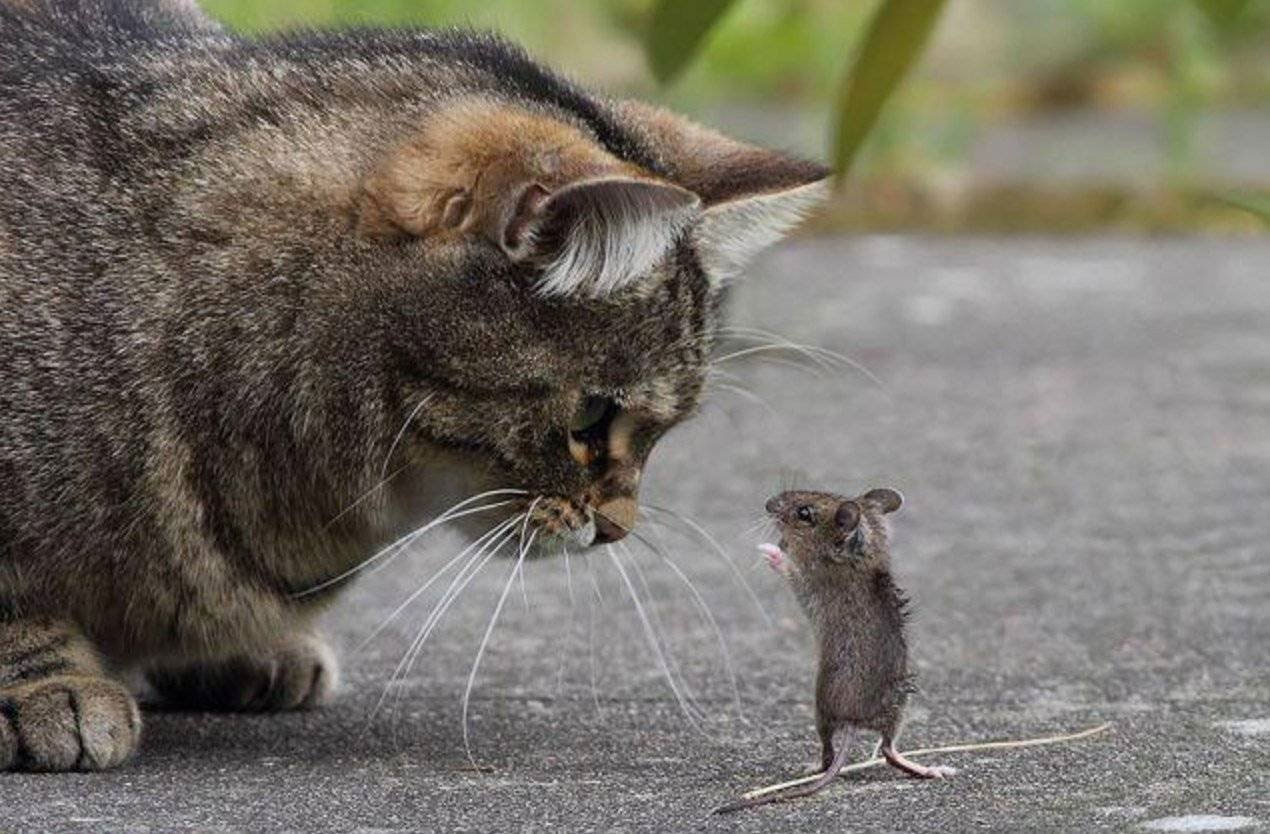 El proceso de digestión en los gatos