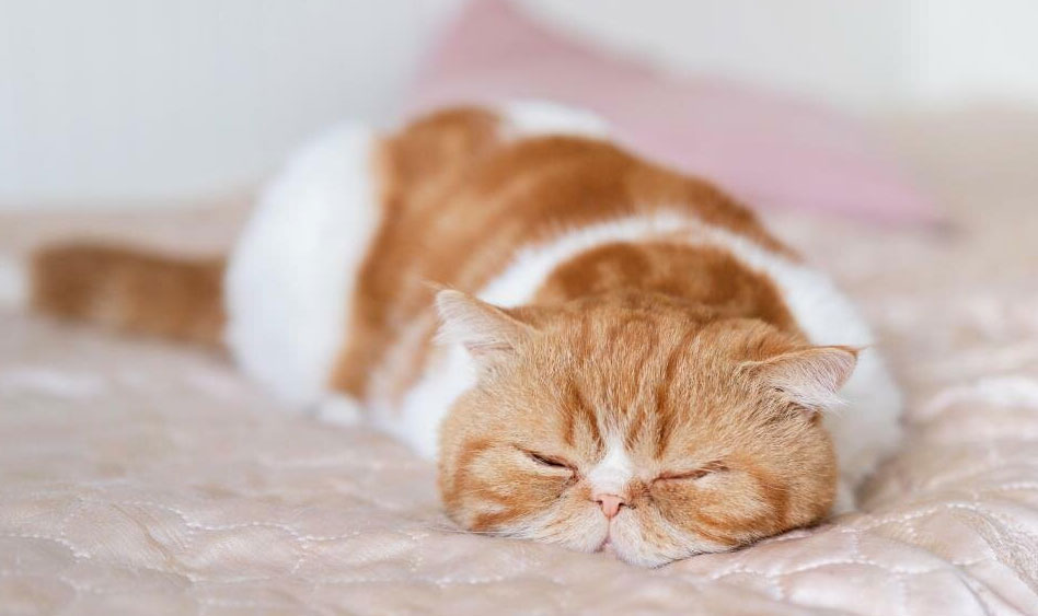 Síntomas de enfermedades del tracto gastrointestinal en gatos