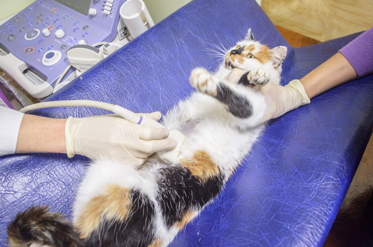Diagnóstico de enfermedades del tracto gastrointestinal en gatos