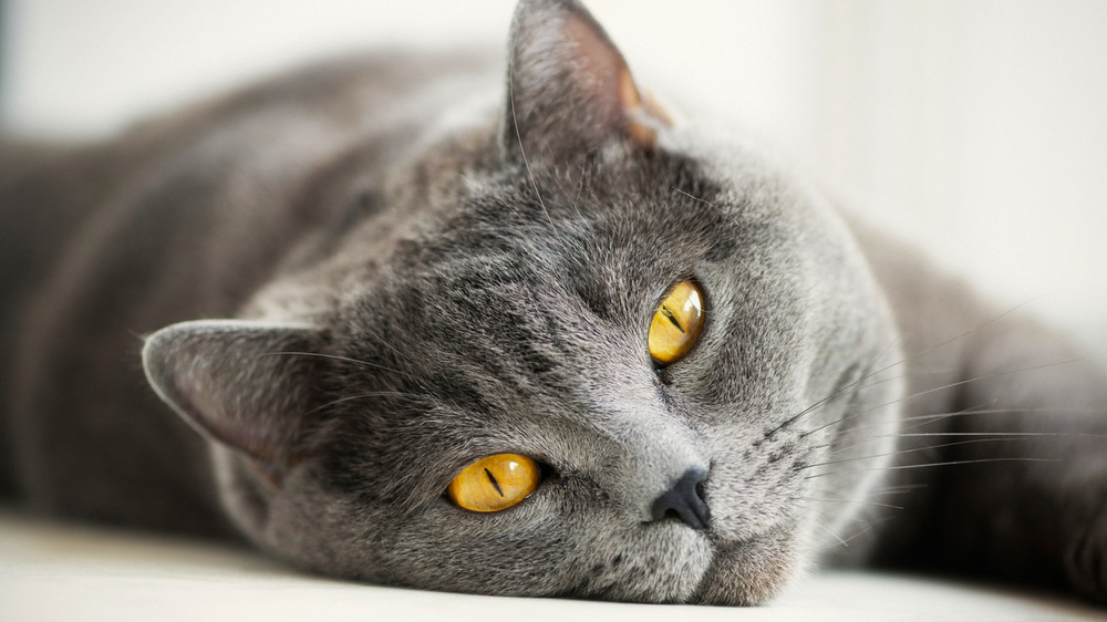 Gato gris