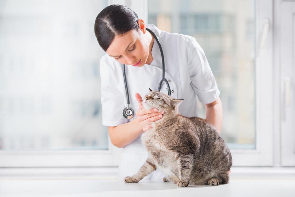 Gato cerca del veterinario