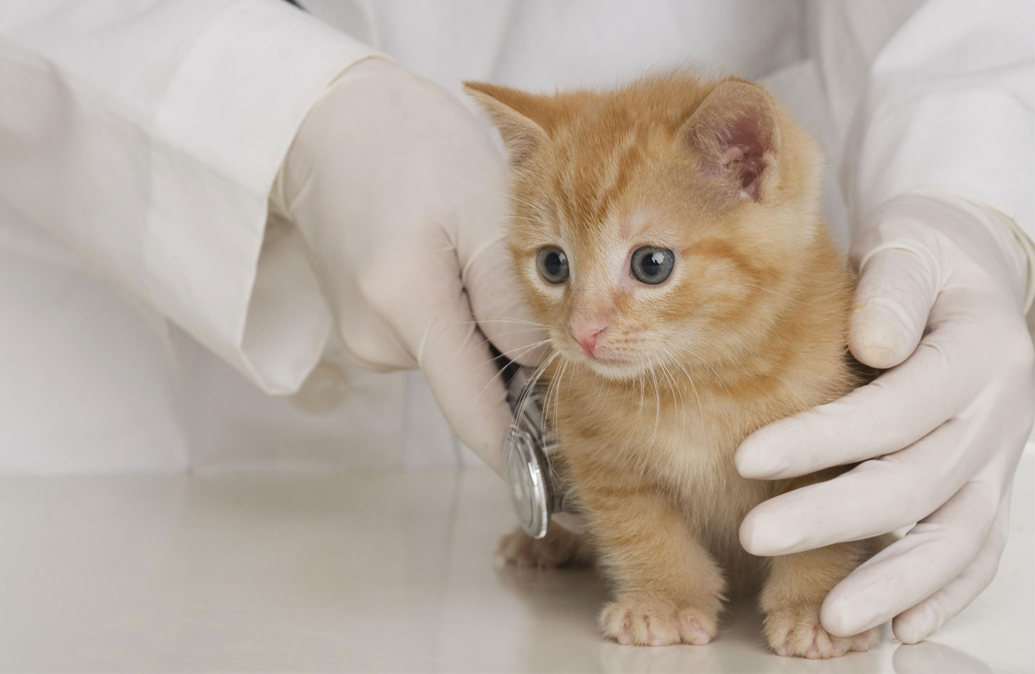 Diagnóstico de enfermedades de los órganos internos en gatitos