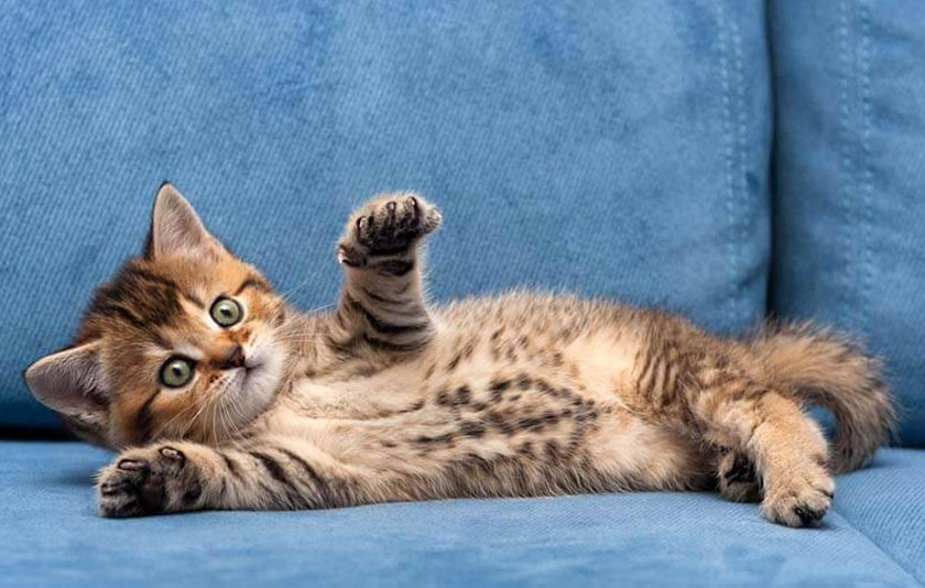 Causas de la flatulencia en gatitos