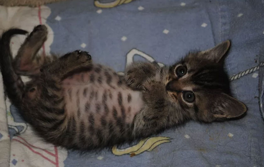 ¿Por qué los gatitos tienen el vientre grande?
