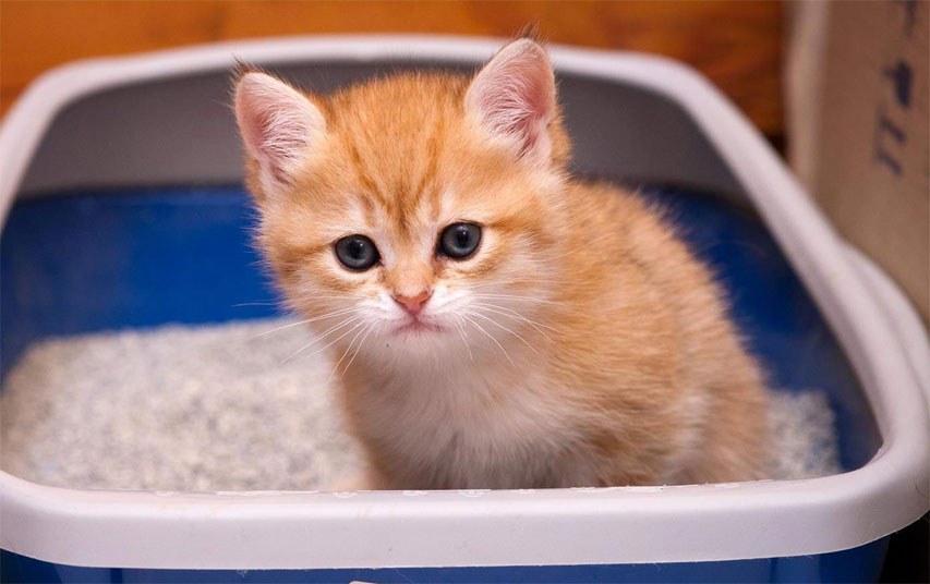 Gatito en el arenero