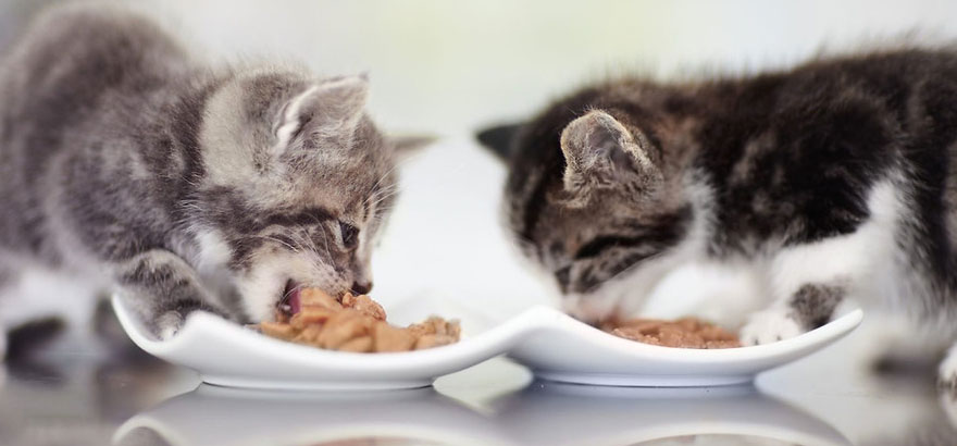 Alteración de la dieta del gatito