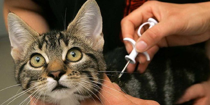 Chippen einer Katze