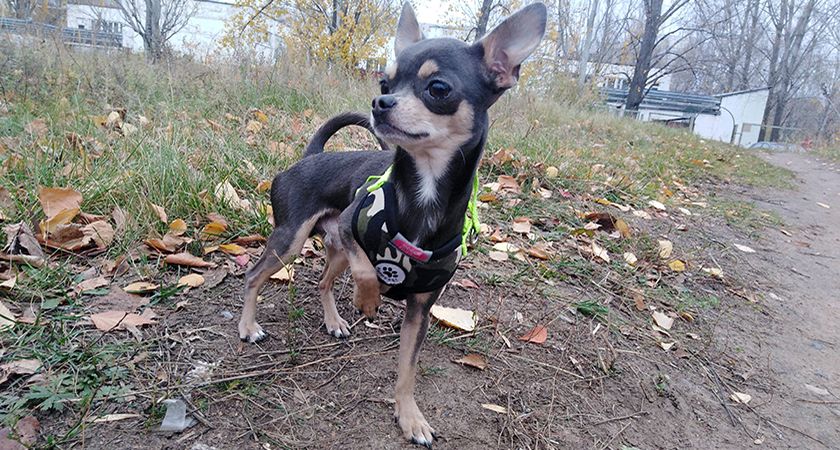 Hund auf der Straße