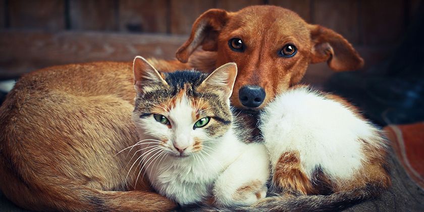 Registrierung von Katzen und Hunden in Russland