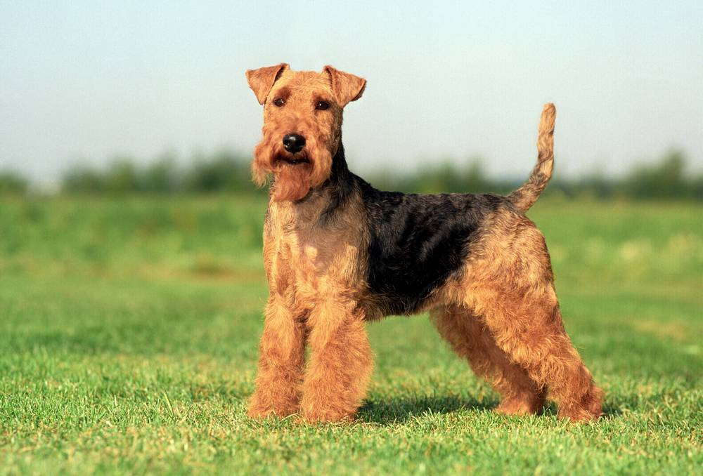 Welsh terrier en el césped