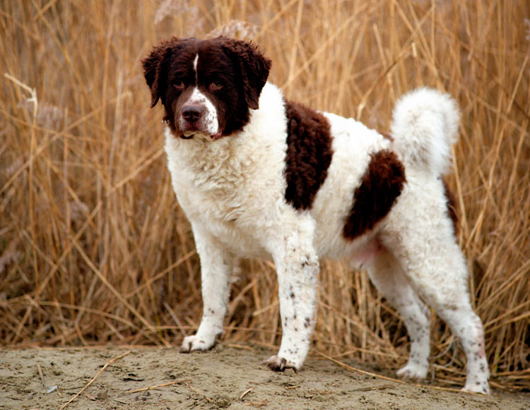 Wetterhoun (Spaniel de agua holandés)