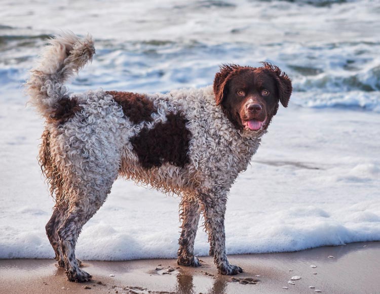 Spaniel de agua holandés