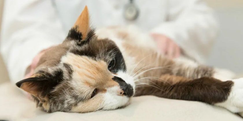 Gata enferma