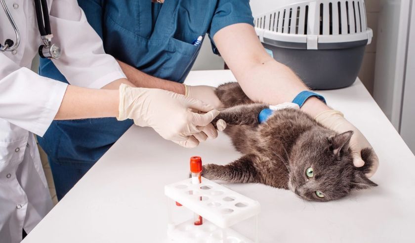 Análisis de sangre en gato