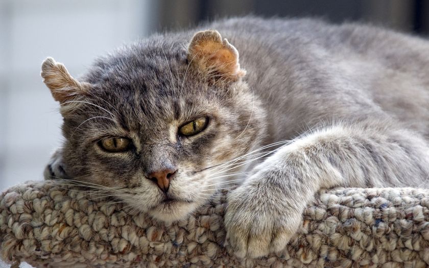 Gato anciano
