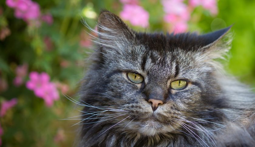 Gato viejo