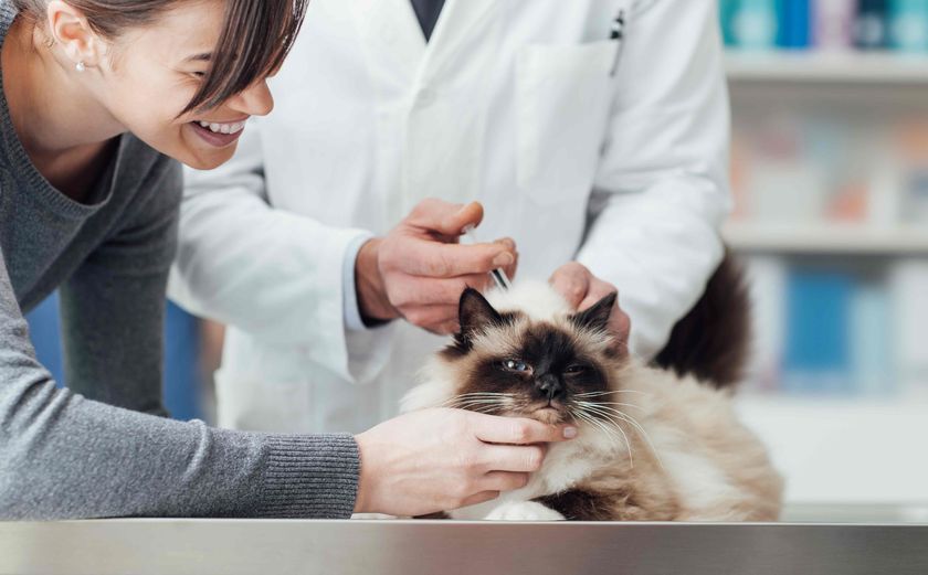 Vacunas para el gato