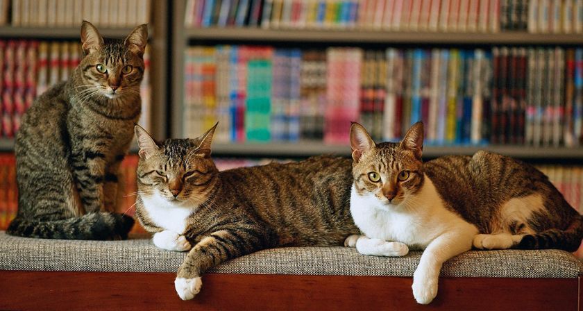 Gatos en la biblioteca