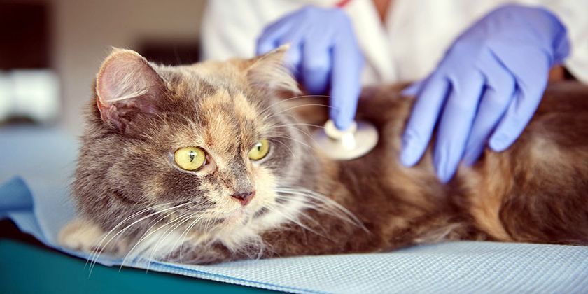 Virus de la inmunodeficiencia en gatos