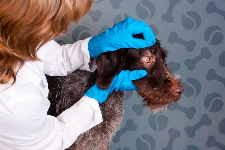 Un veterinario examina al perro