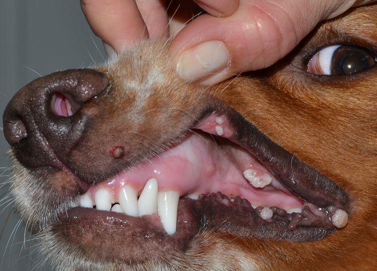 papilomatosis-viral-en-perros-sintomas-y-tratamiento-3 Papilomatosis oral en perros