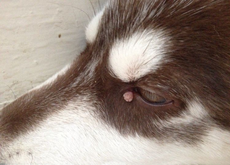 papilomatosis-viral-en-perros-sintomas-y-tratamiento-4 Papilomatosis exofítica cutánea en perros