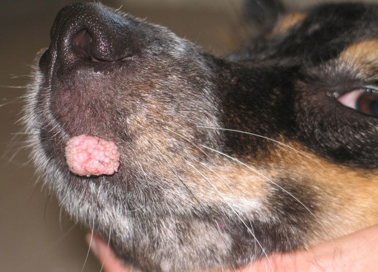 papilomatosis-viral-en-perros-sintomas-y-tratamiento-5 Papilomatosis pigmentada en perros