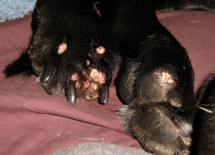 papilomatosis-viral-en-perros-sintomas-y-tratamiento-6 Papilomatosis de las almohadillas de las patas