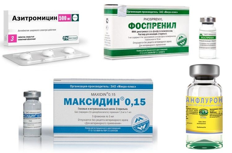 Medicamentos para el tratamiento de la papilomatosis en perros