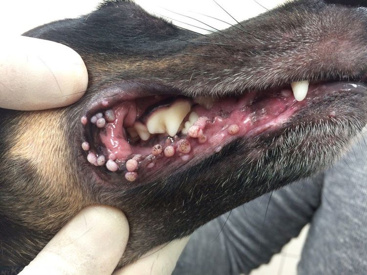 Papilomatosis vírica en perros