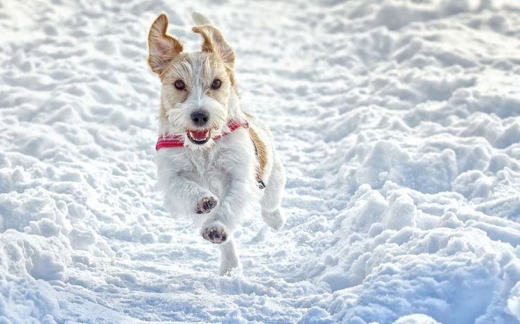 Perro en un paseo invernal