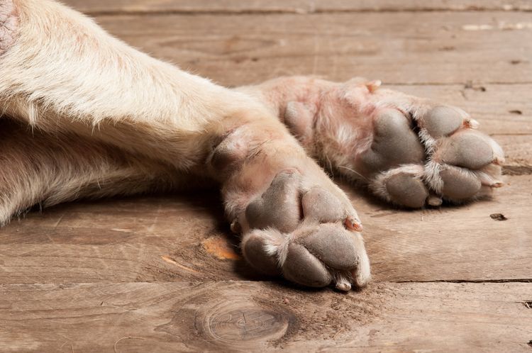 Cera para la protección de las patas del perro