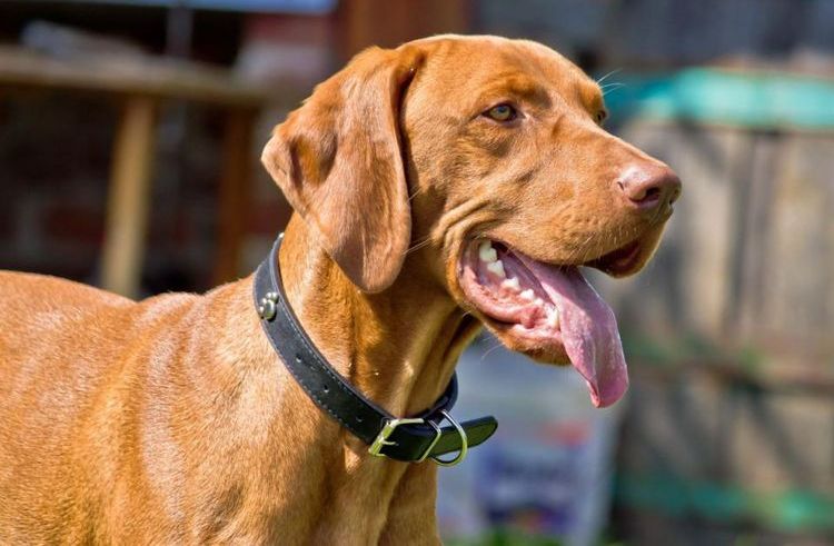 Inflamación de las glándulas salivales en el perro