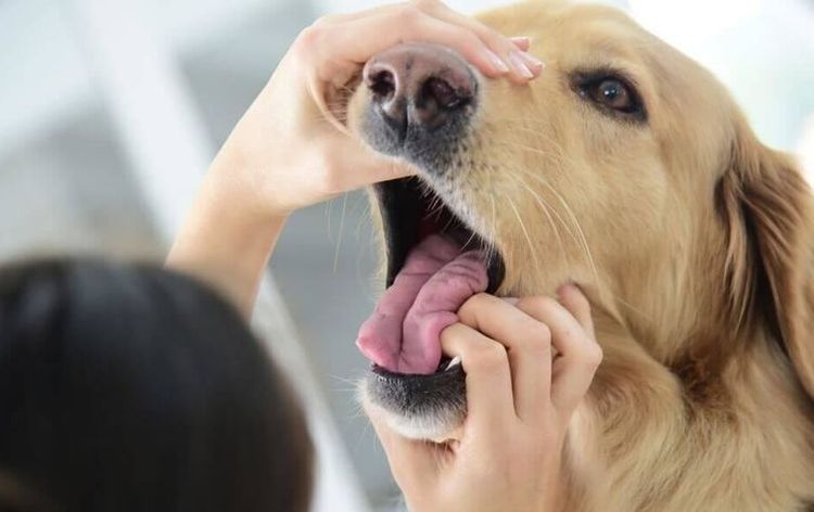 Examinan la boca del perro