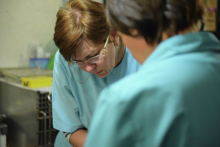Veterinarios en la clínica