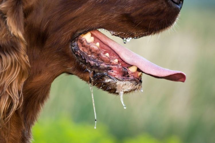 Inflamación de las glándulas salivales en el perro