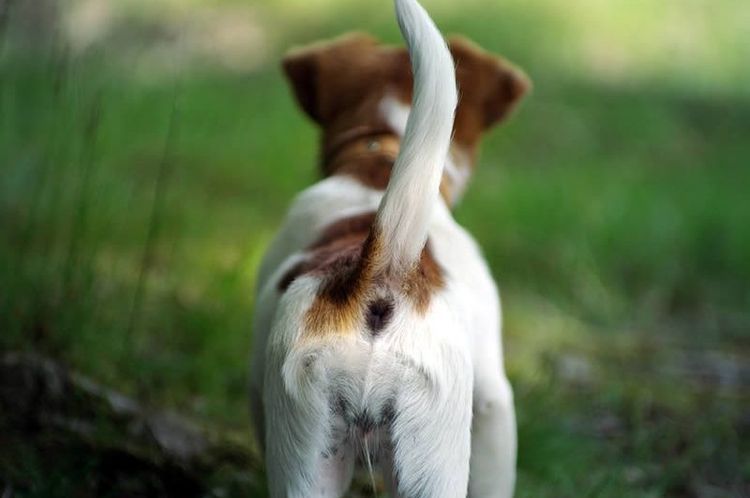 Inflamación de las glándulas en el perro