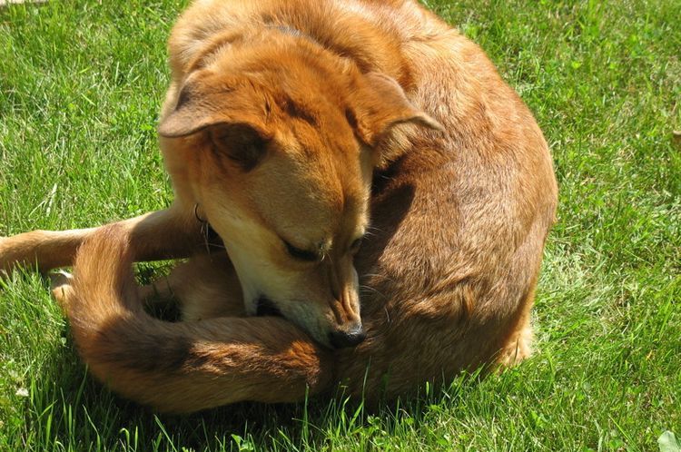 El perro se muerde la cola