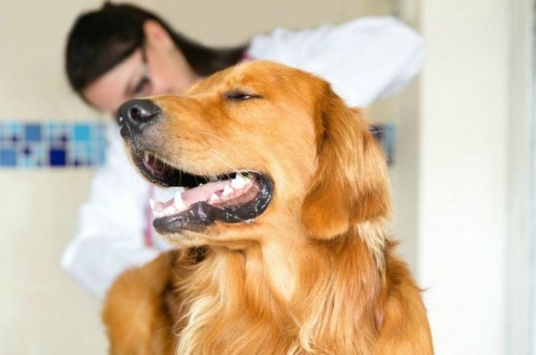 Limpieza de las glándulas paraanales en perros