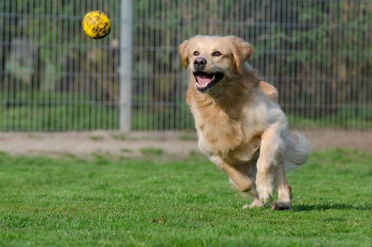 El perro juega con una pelota